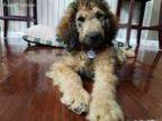 Goldendoodle Puppy for sale in Andersonville, TN, USA