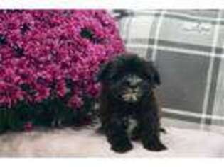 Buggs Puppy for sale in Fort Wayne, IN, USA