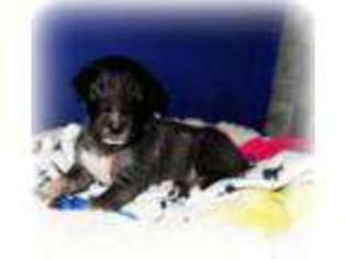 Irish Wolfhound Puppy for sale in SCOTTVILLE, MI, USA