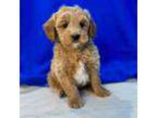 Mutt Puppy for sale in Archbold, OH, USA