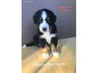 Bernese Mountain Dog Puppy for sale in Owensville, IN, USA