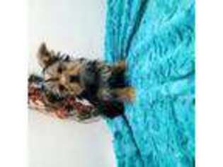 Yorkshire Terrier Puppy for sale in Marcellus, MI, USA