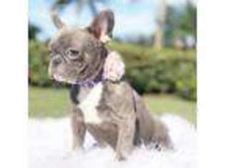 French Bulldog Puppy for sale in Pembroke Pines, FL, USA