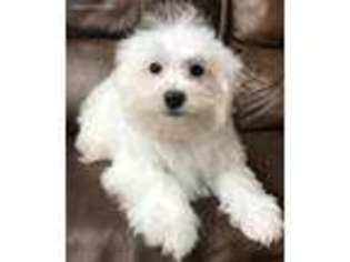 Maltese Puppy for sale in Kingsport, TN, USA