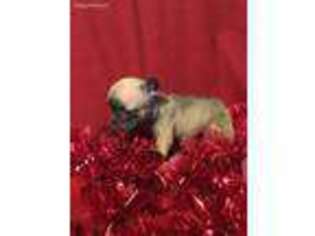 French Bulldog Puppy for sale in Ranburne, AL, USA