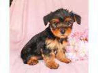 Yorkshire Terrier Puppy for sale in Spring Glen, PA, USA