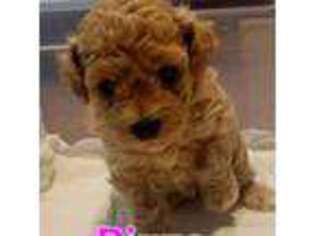 Mutt Puppy for sale in Midland, TX, USA