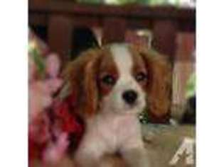 Cavalier King Charles Spaniel Puppy for sale in ROY, UT, USA