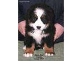 Bernese Mountain Dog Puppy for sale in Herndon, KY, USA