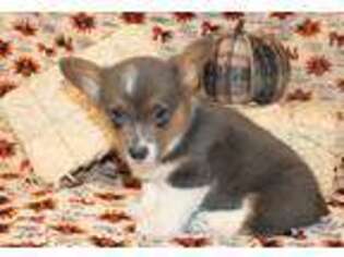 Pembroke Welsh Corgi Puppy for sale in Tye, TX, USA