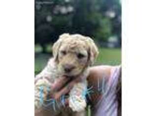 Labradoodle Puppy for sale in Kamiah, ID, USA