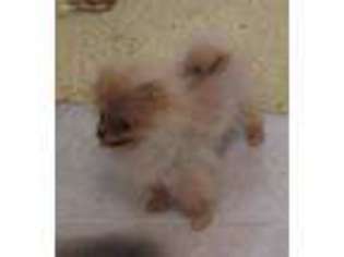 Pomeranian Puppy for sale in Kelley, IA, USA