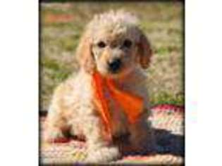 Medium Photo #1 Labradoodle Puppy For Sale in Greenbrier, AR, USA