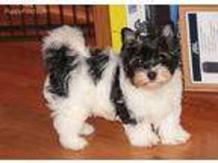 Biewer Terrier Puppy for sale in Keswick, VA, USA