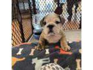 Bulldog Puppy for sale in Orange, CA, USA