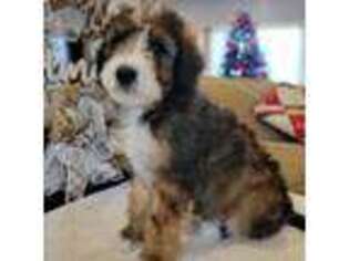 Mutt Puppy for sale in Carmi, IL, USA