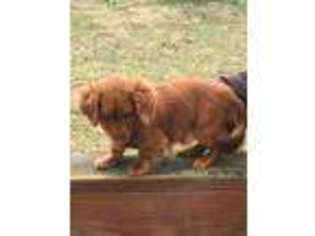 Dachshund Puppy for sale in Milltown, IN, USA
