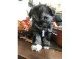 Mutt Puppy for sale in Nephi, UT, USA