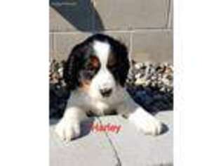 English Springer Spaniel Puppy for sale in Aitkin, MN, USA
