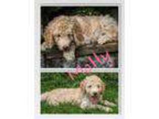 Goldendoodle Puppy for sale in Middleburg, PA, USA