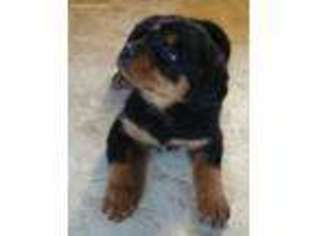 Rottweiler Puppy for sale in Saint Paris, OH, USA