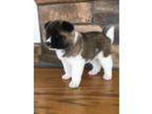 Akita Puppy for sale in Shreve, OH, USA