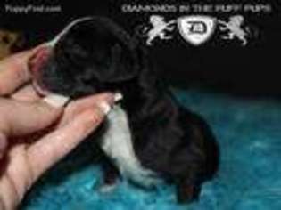 Great Dane Puppy for sale in Statesboro, GA, USA