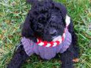 Labradoodle Puppy for sale in Fowler, MI, USA