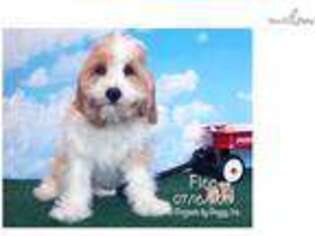Cavachon Puppy for sale in Williamsport, PA, USA