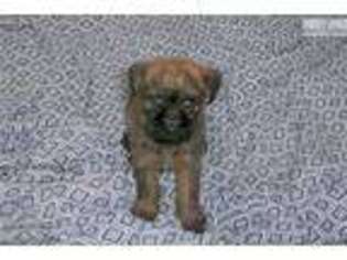 Brussels Griffon Puppy for sale in Grand Island, NE, USA