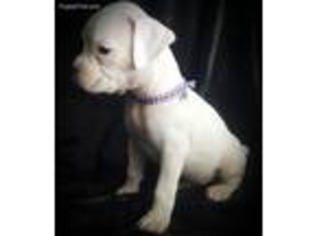 Boxer Puppy for sale in Enon, OH, USA