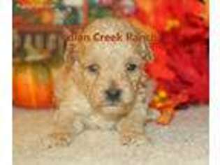 Cavapoo Puppy for sale in Hannibal, MO, USA