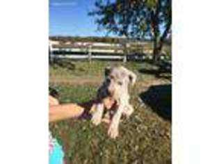 Great Dane Puppy for sale in Lewisburg, KY, USA