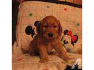 Goldendoodle Puppy for sale in THERESA, WI, USA