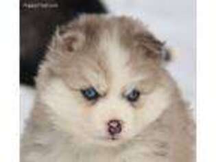 Mutt Puppy for sale in Junction City, OH, USA