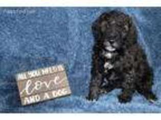 Labradoodle Puppy for sale in Vail, AZ, USA