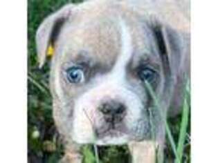 Bulldog Puppy for sale in Blue Springs, MO, USA