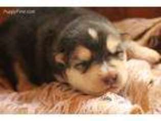 Alaskan Malamute Puppy for sale in Blue River, WI, USA