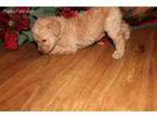 Labradoodle Puppy for sale in Wadsworth, IL, USA