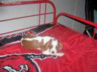 Medium Photo #1 Cavalier King Charles Spaniel Puppy For Sale in Hudson, FL, USA