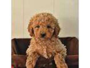 Goldendoodle Puppy for sale in Copiague, NY, USA