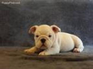 Bulldog Puppy for sale in Van Buren, AR, USA