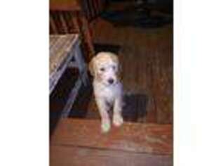 Goldendoodle Puppy for sale in Webster, MA, USA