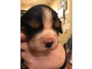 Cavalier King Charles Spaniel Puppy for sale in Mentone, CA, USA