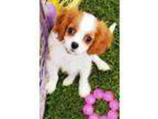 Cavalier King Charles Spaniel Puppy for sale in Jefferson, OH, USA