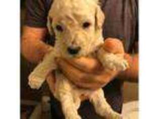 Labradoodle Puppy for sale in HAMDEN, CT, USA