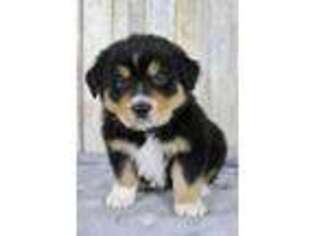Australian Shepherd Puppy for sale in Dundee, OH, USA
