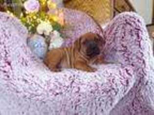 Bullmastiff Puppy for sale in Spring Glen, PA, USA