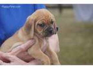 Puggle Puppy for sale in Apple Creek, OH, USA