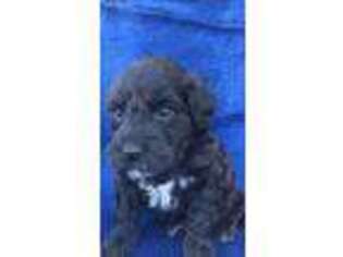 Portuguese Water Dog Puppy for sale in Bluffton, IN, USA